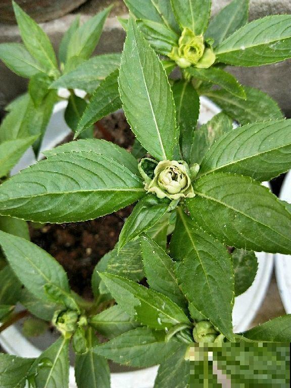 茶花和凤仙杂交，开出的花你见过吗？太美了！