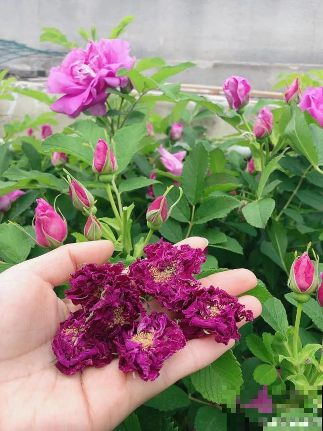 人养花，花也养人，9种花能治病，连医生也爱养！