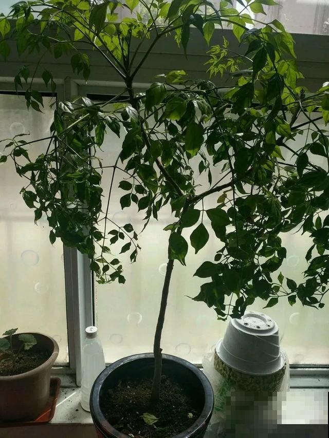 3种树，每月砍1刀，呼呼疯狂冒新芽！