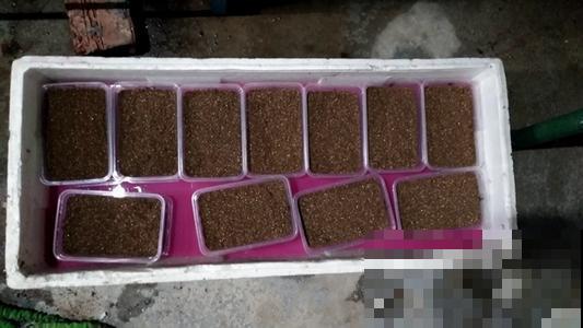 春天换盆换土，别忘了这一步，不然换了也是白换！