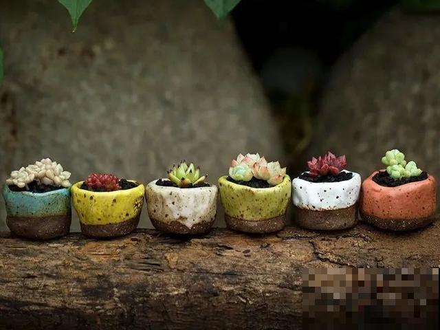家里养盆虎皮兰，小花盆、挤着养，疯狂开花爆小崽！