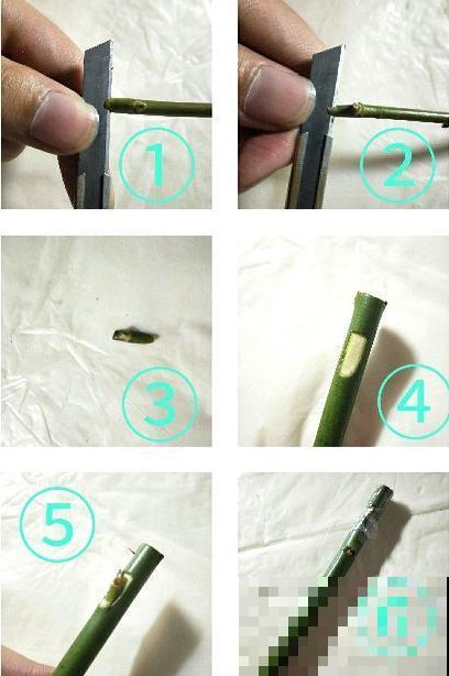 普通的月季苗，他养2年，变成一棵大花树，咋做到的？