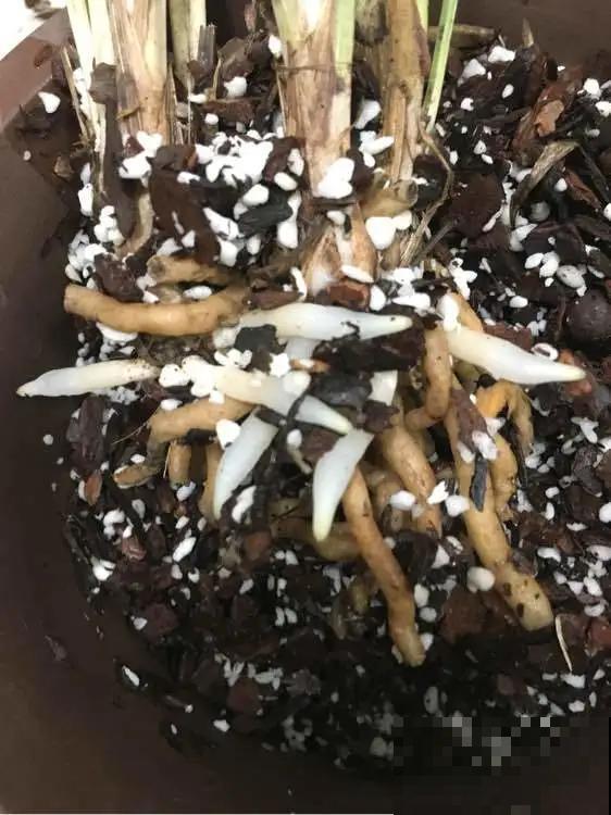 花烂根了别丢，塑料袋里捂一捂，大白根立马蹭蹭冒！