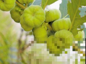 野外长出很多“小算盘”，看着好玩，但大人都不让孩子碰！