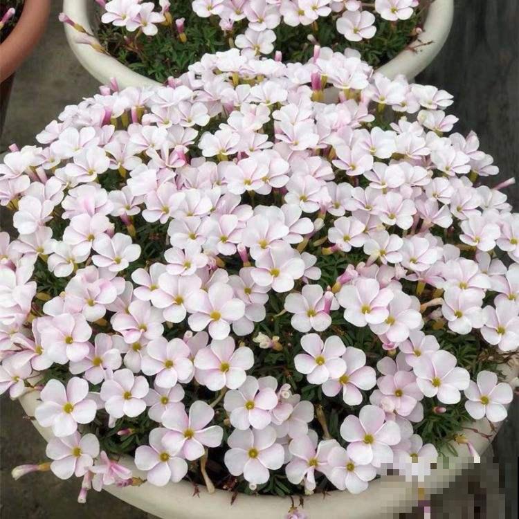 路边的野花不能采？这么美的天星花，错过后悔一整年！
