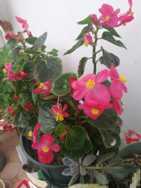 四季海棠很好养，春季养护注意3件事，开花一整年！