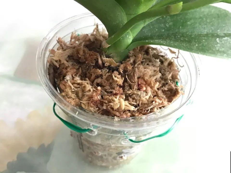 8种花，开完花别急着丢，剪一刀还能继续开