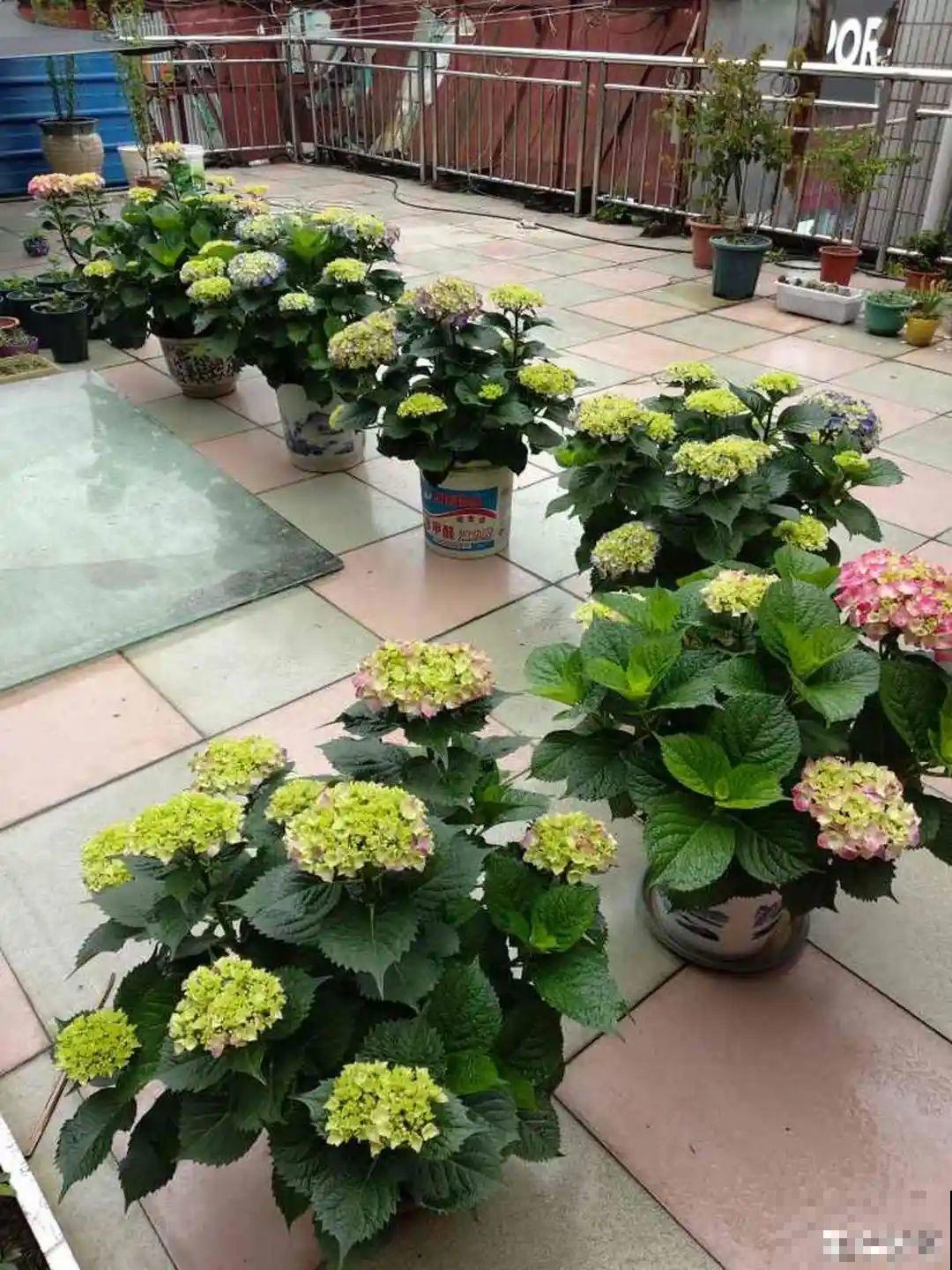 这10种花，天越热越扦插，3天冒出大白根！