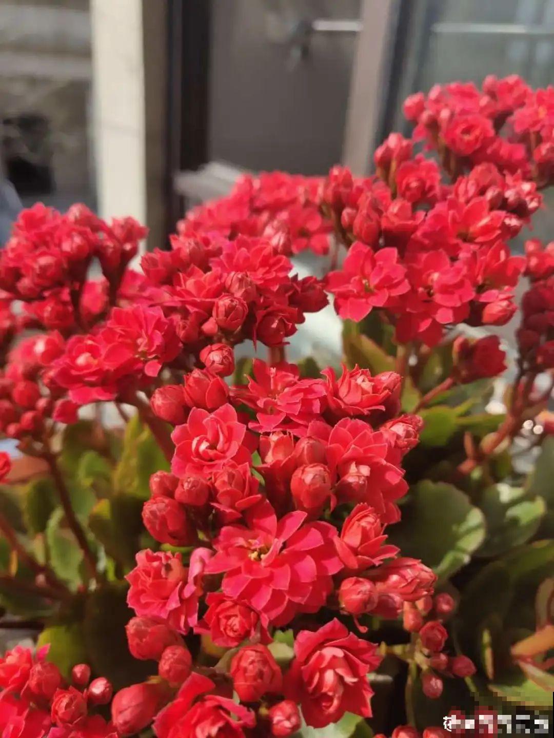 ！爱爬墙的20种花，嗖嗖爬满整面墙，看着心情就好