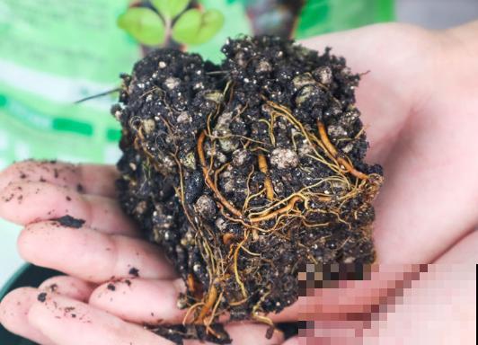 最厉害的爬藤花，俩月爬满一面墙，开花多得数不清！