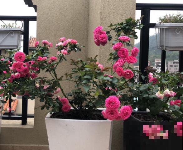 为了养花，他辞职回家，专心打造花园！