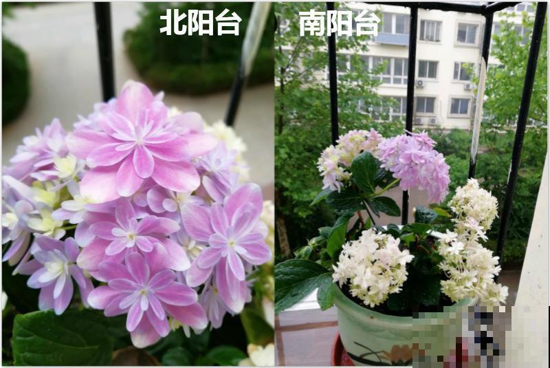 最怕晒的5种花，北阳台才能养好看，开花又大又艳！