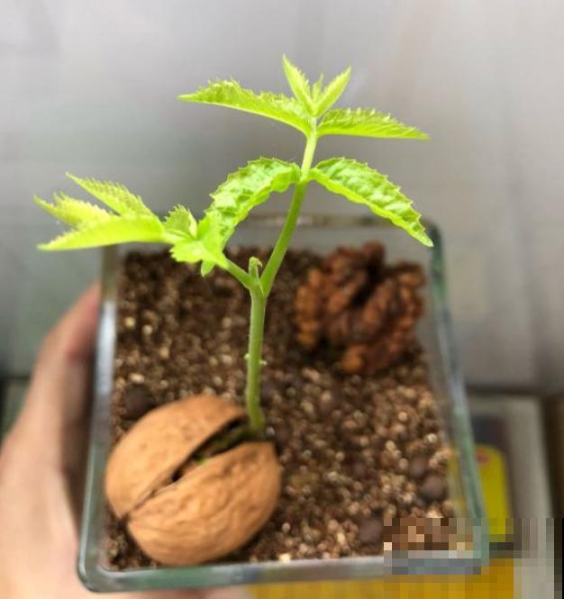他把核桃丢水里，7天出芽，长成一棵小树苗！