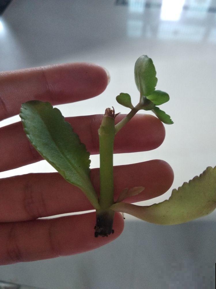 超厉害的花友，阳台摆满各种长寿花，全是免费得到的！