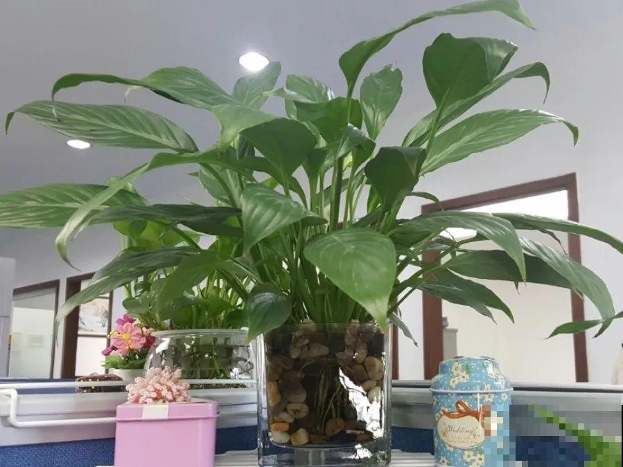 6种花一天不浇水，叶子就耷拉，缺水3天就死翘！