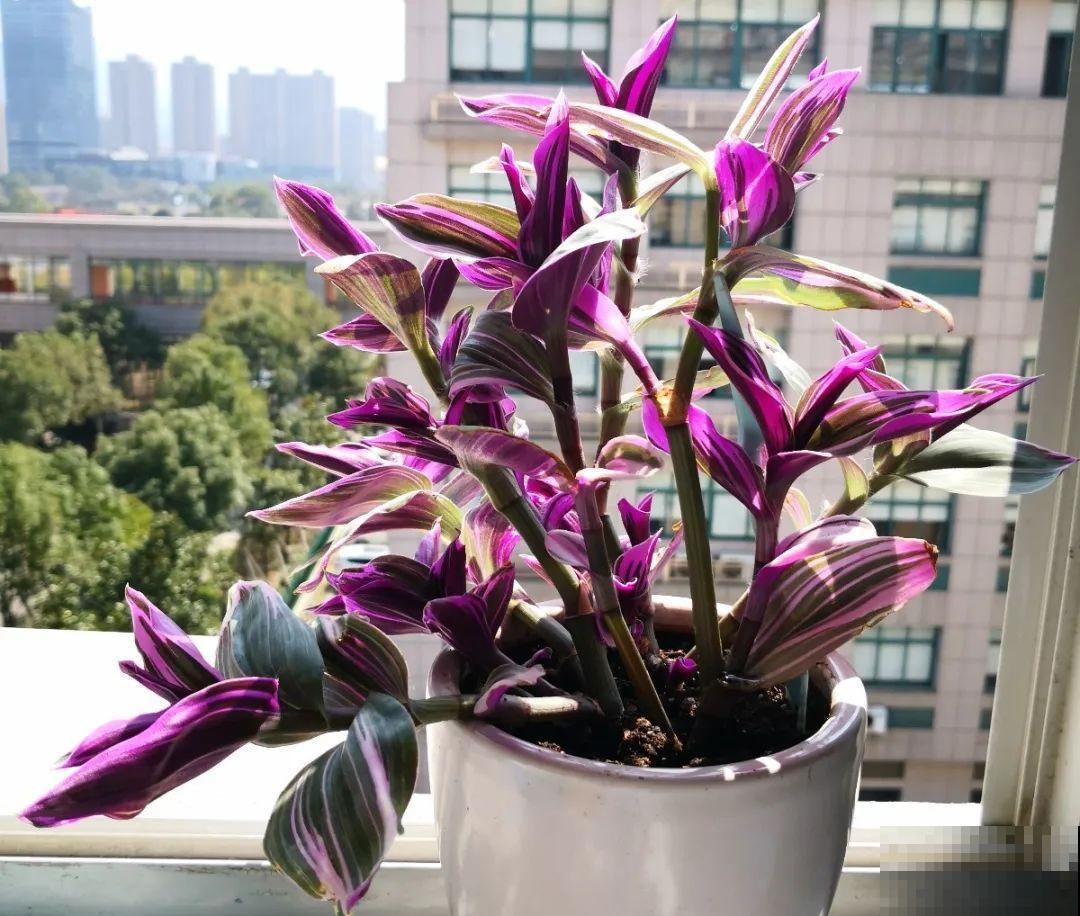 4种花就要多晒，太阳下面会变色，叶子比花还好看！