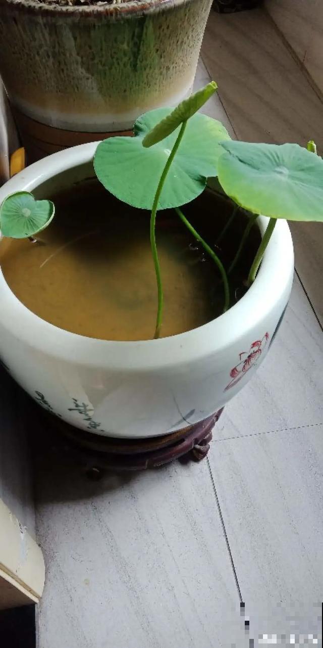 碗莲种在大缸里，越热越晒越开花，比脸盆还大！
