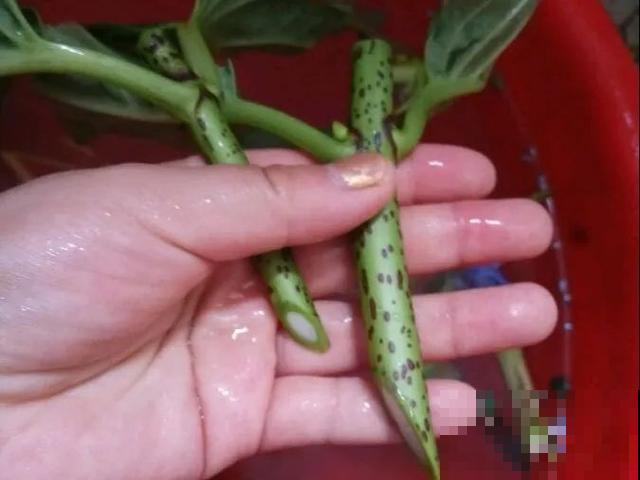 养绣球真赚了，枝条剁8段，每根都能活！