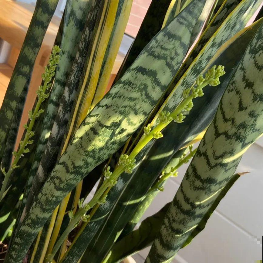 10种耐旱植物，平时少浇水，开花更准时！