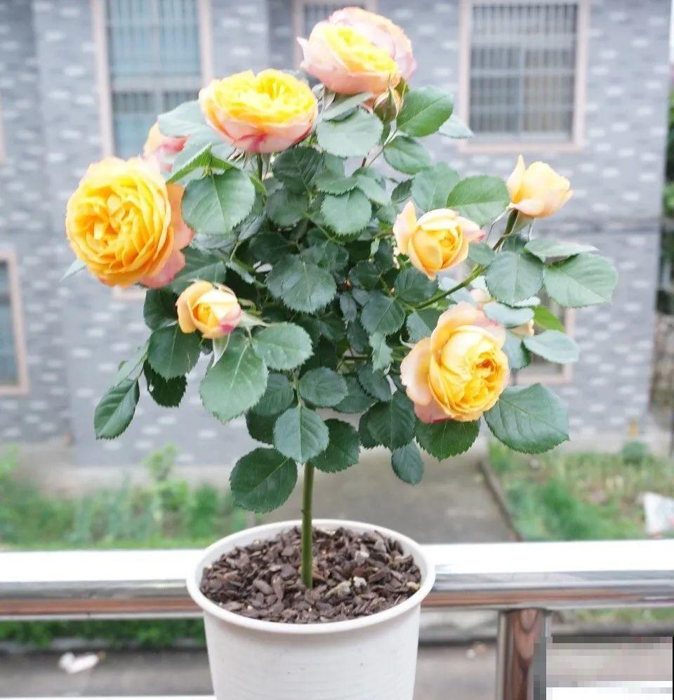 月季大花树，自己也能造，成品老桩上千块！