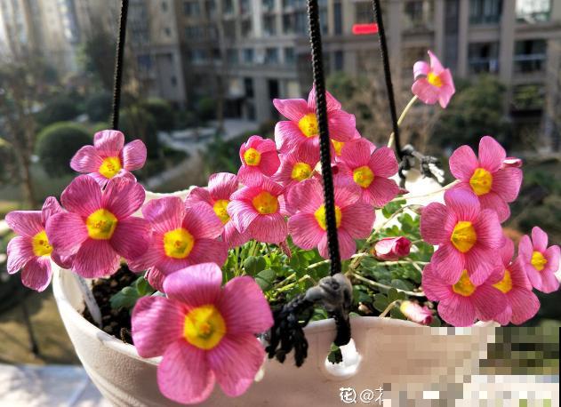 小窗台最适合养这花，开花又密又多，年年繁殖一大堆！