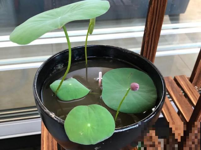 人养花，花也养人，9种花能治病，连医生也爱养！