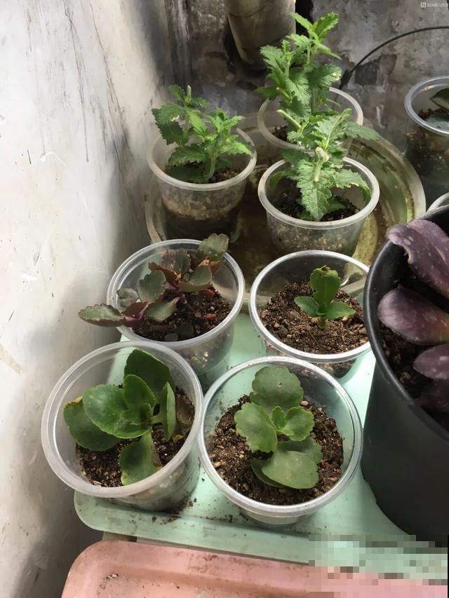 花烂根了别丢，塑料袋里捂一捂，大白根立马蹭蹭冒！