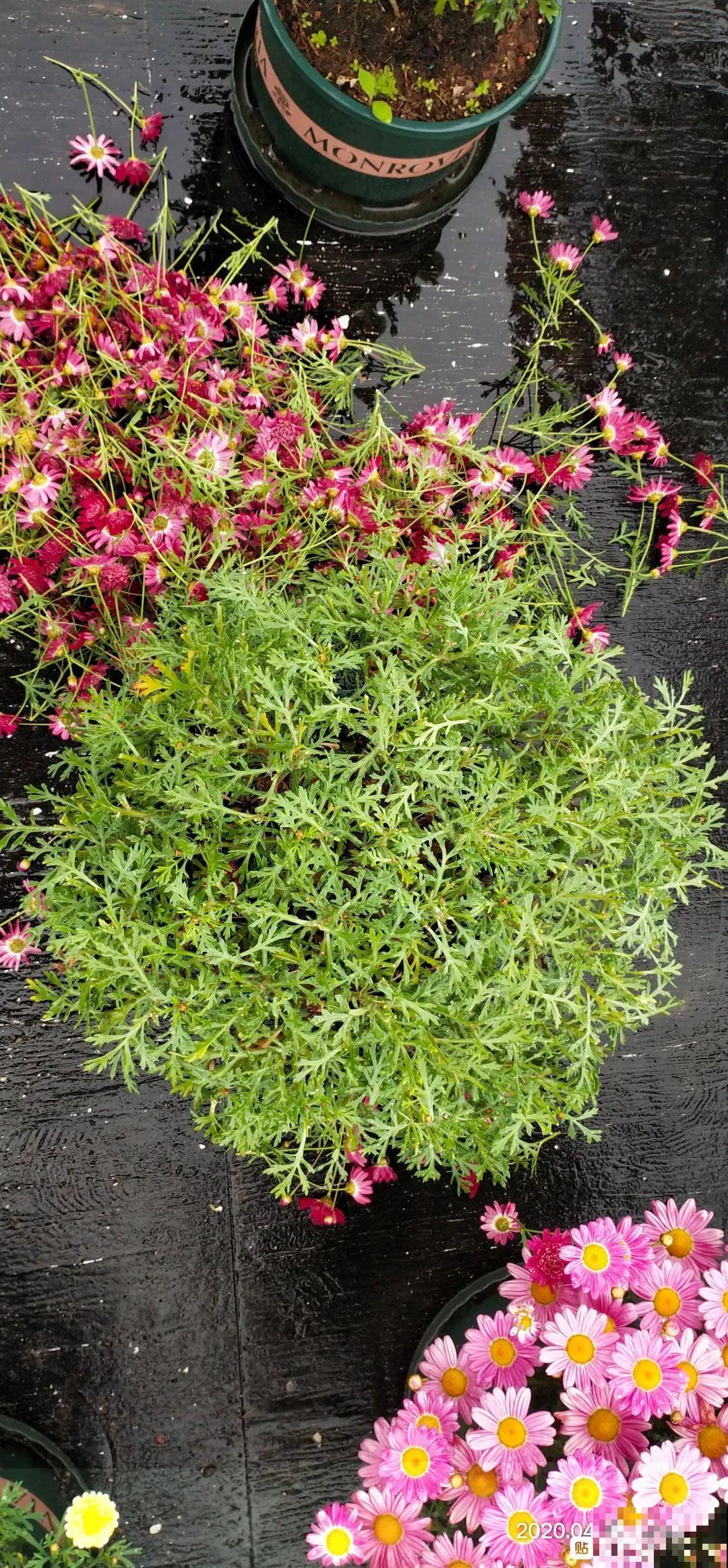 3种花，开败后狠心剪个秃头，下次开花会更猛！