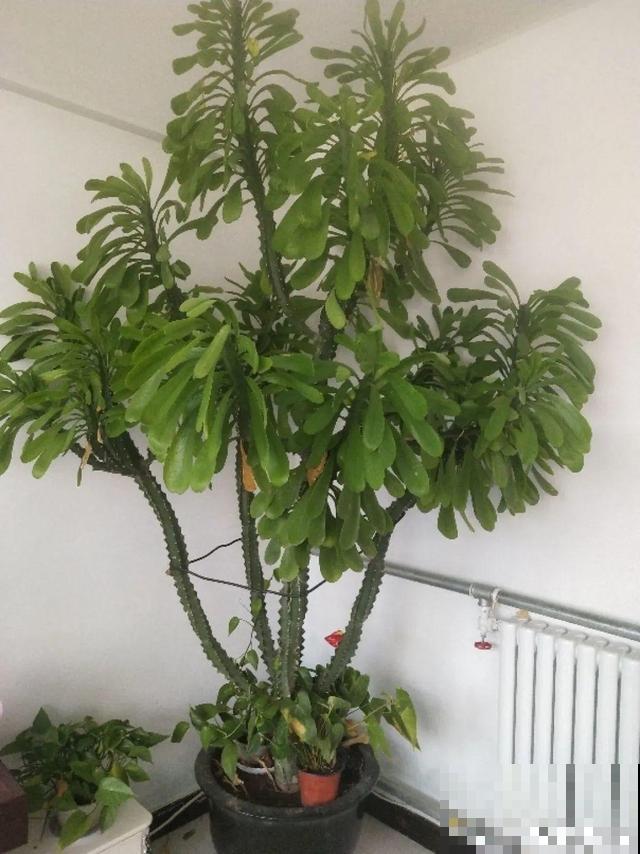 6种花能养成巨无霸，摆在家门口，路过的都称奇！