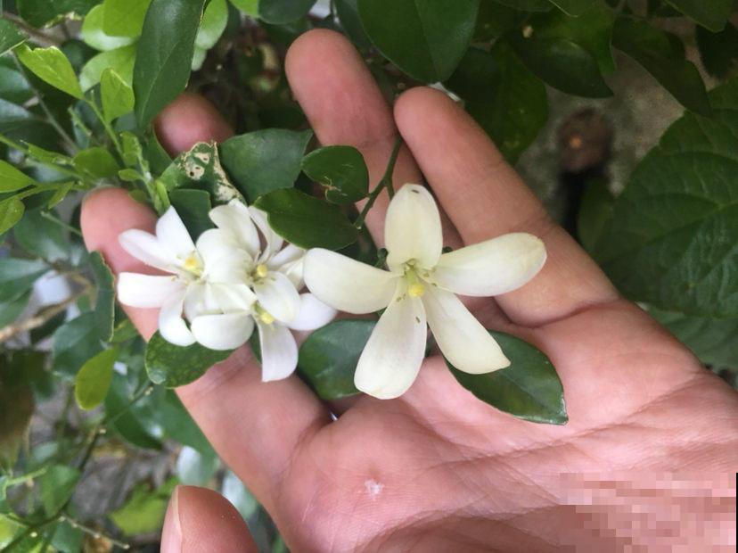 九里香实在是太香了，养在阳台楼下都能闻到，春风一吹更不得了！