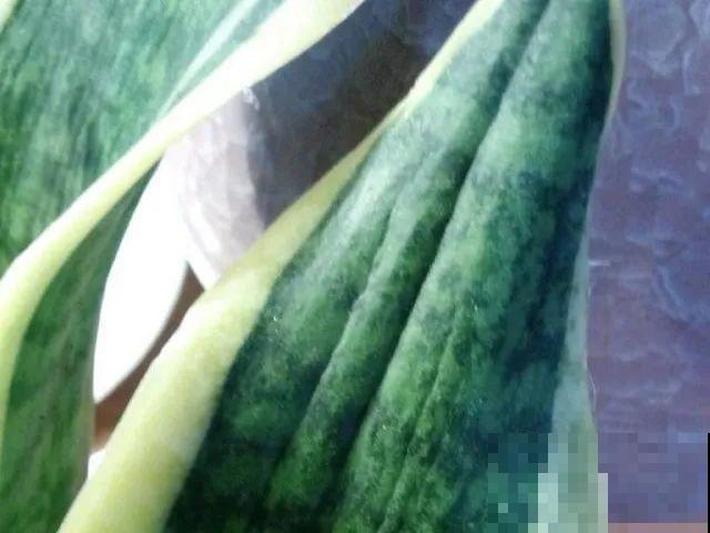 10种耐旱植物，平时少浇水，开花更准时！