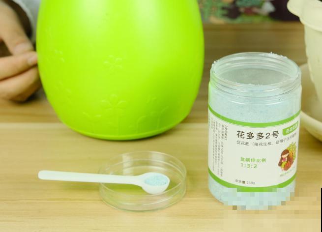 他养栀子花，从来不用土，只用一料就能开花不断！