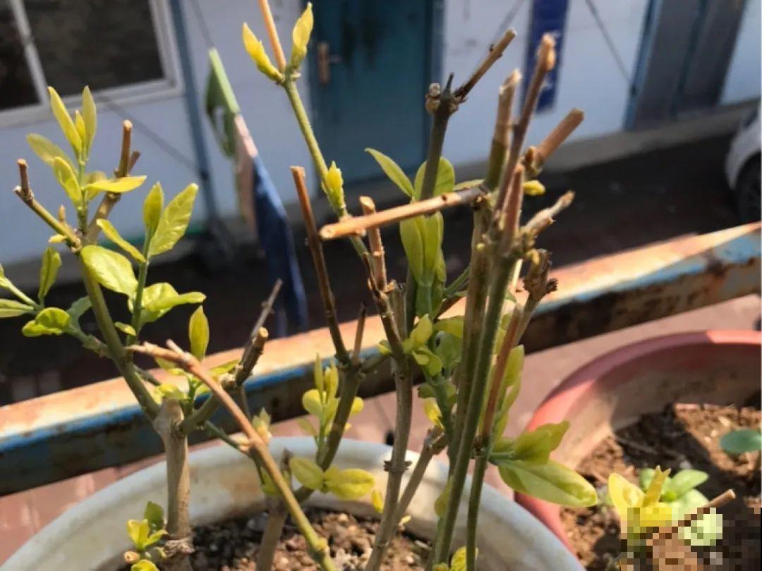 公认难养的6种花，新手慎买，养不活还浪费钱