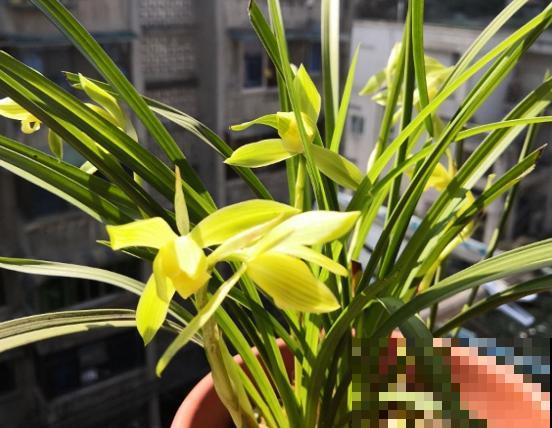 这花耐阴怕晒，摆在家里上档次，开花满屋子香味！