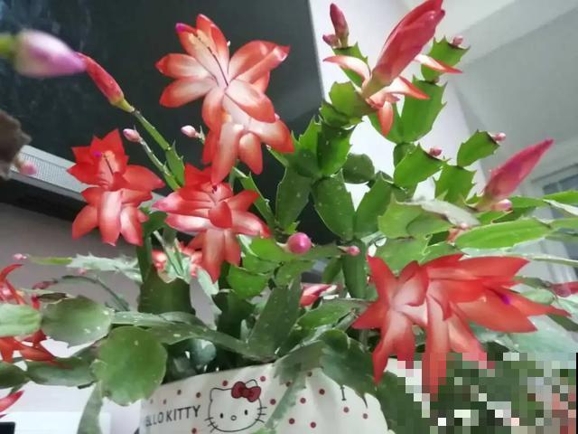 家里养盆虎皮兰，小花盆、挤着养，疯狂开花爆小崽！