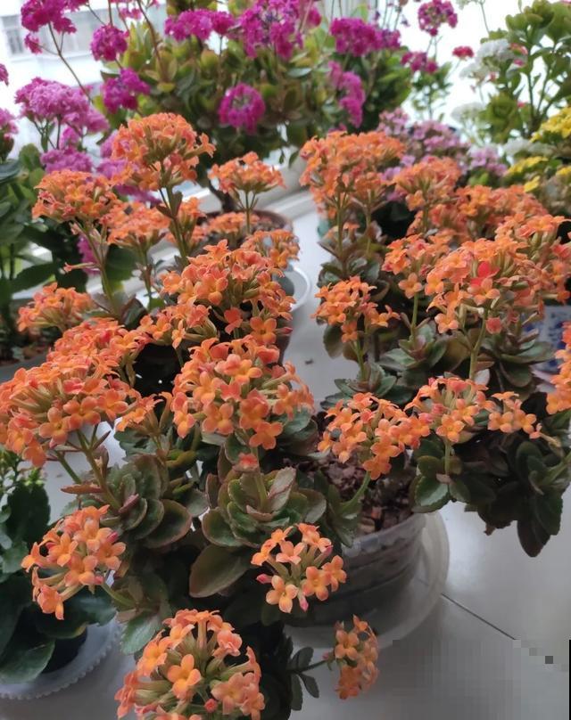 家里养盆虎皮兰，小花盆、挤着养，疯狂开花爆小崽！