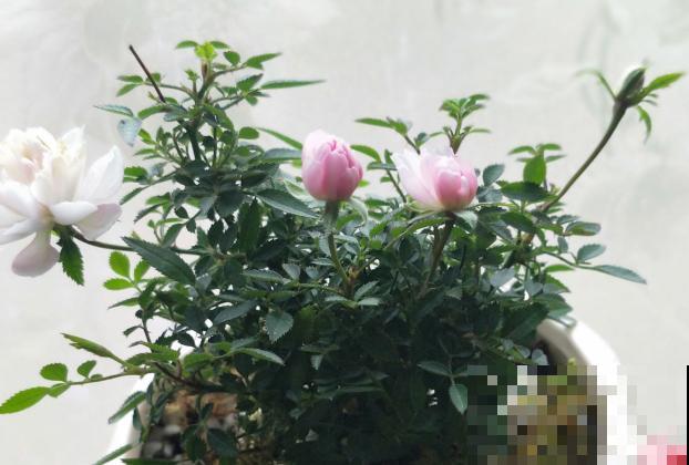 迷你月季，开花只有指甲盖大，却比普通月季贵几十倍！
