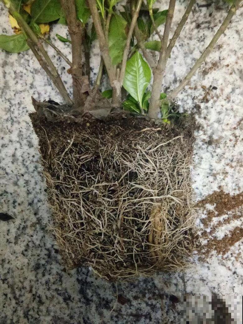 春天换盆不可少，如果少了这玩意垫盆底，那真的白换了！