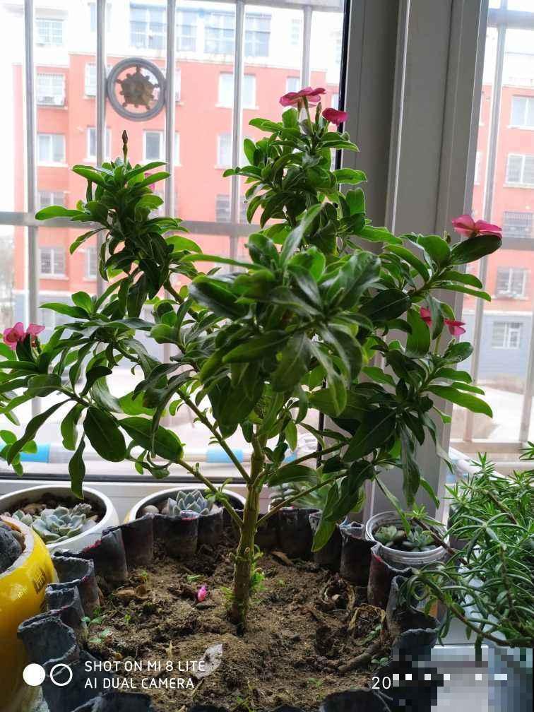 最适合养成棒棒糖的花，模样清新优雅，只需几步就能完成！