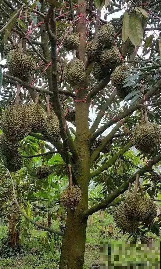 6种植物不按套路生长？你吃的水果，就是这么长出来的！
