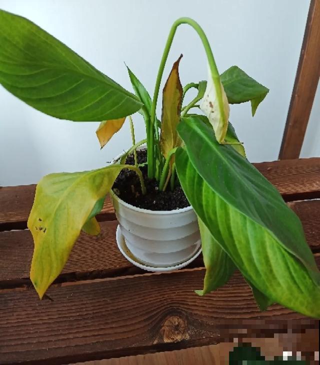 嫌花长得丑，趁现在砍头，满盆都是新叶子！