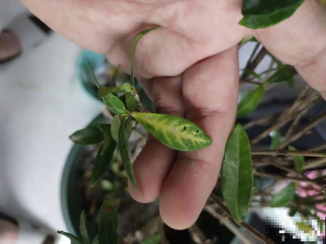 春天各种虫害来袭，花叶都要被吃没，教你新方法来杀虫！