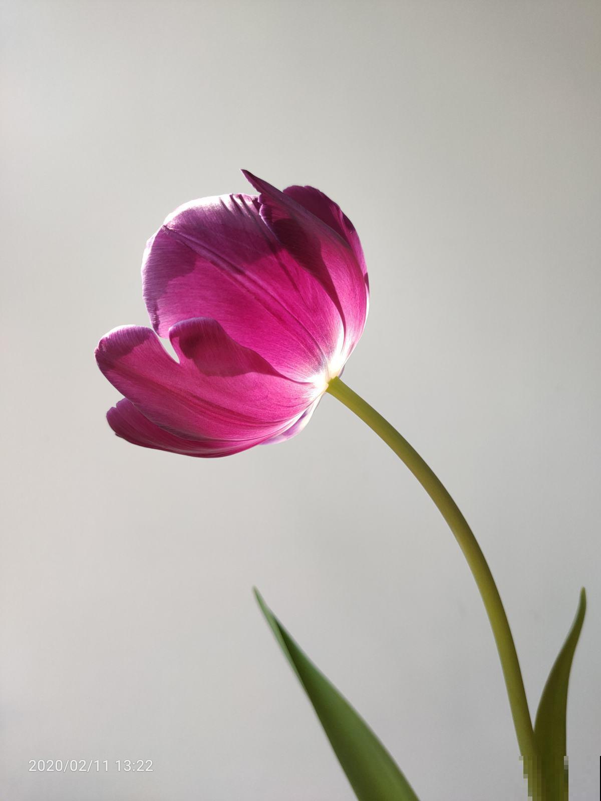春天是郁金香的季节，一养能让花头硕大娇艳，三岁小孩也能学会！