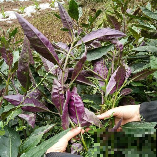 在超市卖很贵的补血菜，花盆里就能种，好看又好吃！