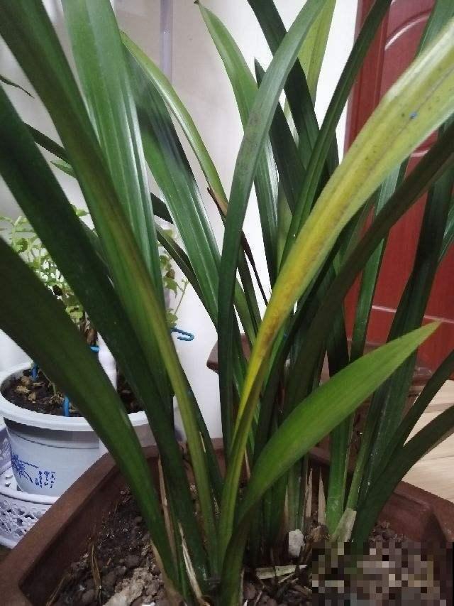 兰花养好几年就是不发新芽，今天给它催一催，过几天就蹭蹭冒！