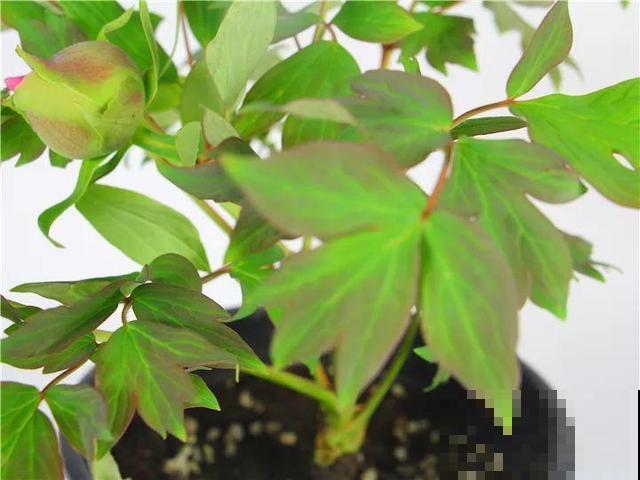春天最大气的花，开出第一朵，就惊艳全场！
