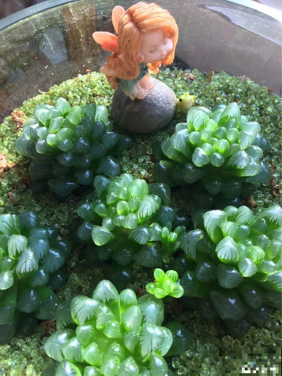 10种花，春天不能晒，躲屋里最安全！