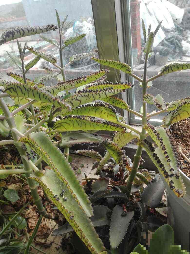 野外挖了一棵漂亮植物，一年繁殖上百盆，亲戚朋友都分遍了！