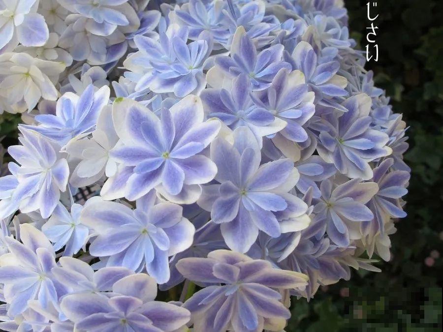 家里养盆绣球，开花大、气质好，谁见都要夸！