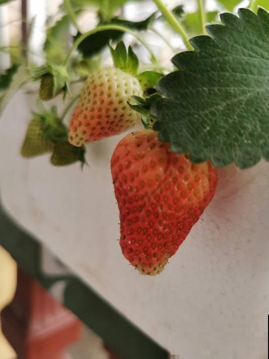 阳台种盆无花果，一次能结30个果，算下来比买的还便宜